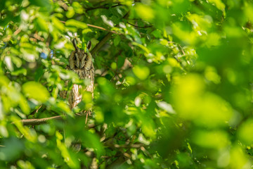 Waldohreule sitzt im Baum