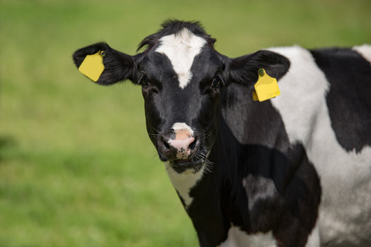 schwarzbuntes Kalb steht auf Weide