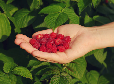 Raspberry in a female hand against greens. 