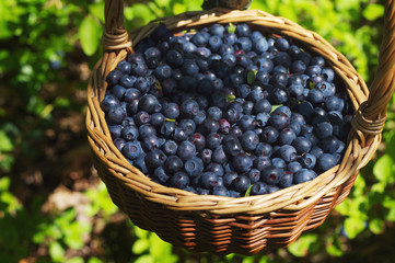 Berries of ripe juicy bilberry in a wattled basket in the summer in the wood