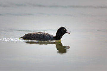 Eurasian coot on water