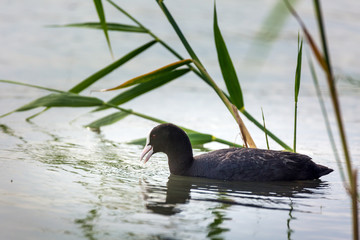 Eurasian coot on water