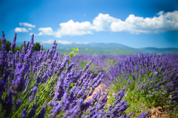 Obraz premium Lavender field on a background of mountains in Provence, France