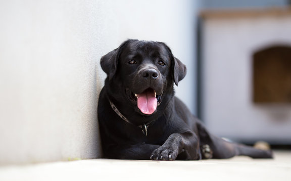 Labrador retriever in a backyard with a dog house