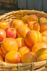 Ripe apricots close-up in a wicker basket on blurred background