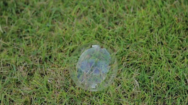 Soap Bubble on Green Lawn