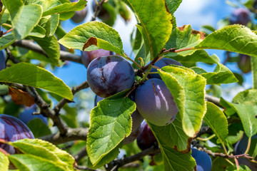 organic plums in the orchard