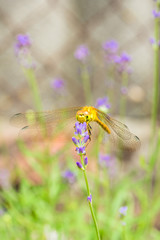 Dragonfly on a lavender flower in the summer garden
