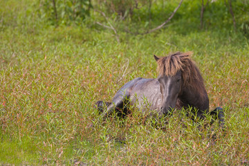 Wild Stallion Resting