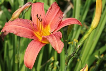Fototapeta premium Daylily