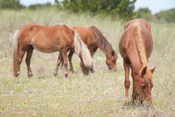 Fototapeta premium Wild horses grazing on the outer banks of NC.
