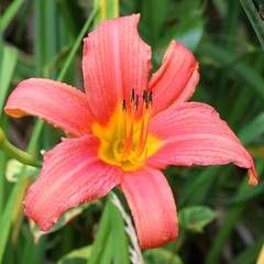 Daylily