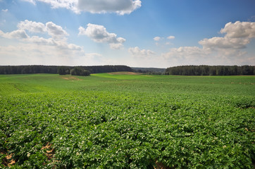 Fototapeta na wymiar Beautiful landscape with field of potatos and cloudy blue sky.