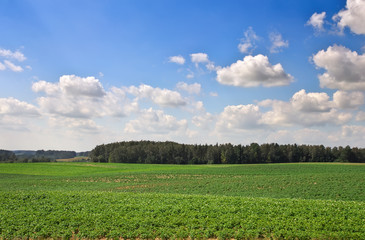 Fototapeta na wymiar Beautiful landscape with field of potatos and cloudy blue sky.