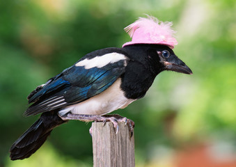 Bird in pink hat - nestling of magpie on wooden fence