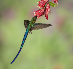 Is It A flying Lizard, No A Violet-tailed Sylph - A Violet-tailed sylph hummingbird hovers under a...