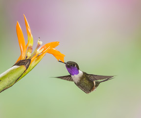 Purple Throated Wood Star - A Purple Throated Wood Star hovers near a flower. The woodstar is slightly larger than a bumble bee.