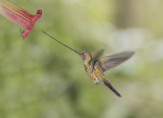Sword-Billed Hummingbird -A  Sword-Billed Hummingbird approaches an Angels Trumpet flower. Only the sword-billed hummingbird can extract nectar from this flower. Its bill is longer than its body. © richardseeley