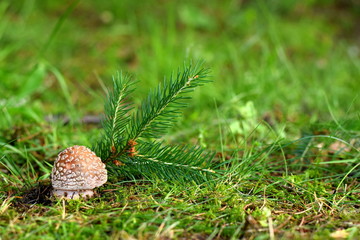 'The Blusher' (Amanita rubescens) Closed cap growing in Evergreen.
