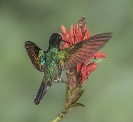 Velvet-Purple Coronet - A Velvet-Purple Coronet hummingbird feeds on the nectar in a flower. © richardseeley