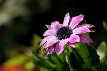 Obraz premium Lila Blume