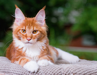 Portrait of domestic red Maine Coon kitten, 5 months old. Cat posing on green outdoor background.