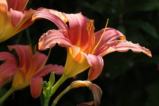 Daylily