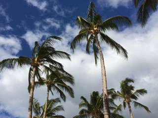Obraz premium Palm trees blowing on a windy day #2