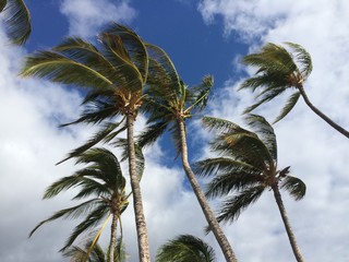 Obraz premium Palm trees blowing on a windy day #2