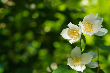 branch of jasmine bush with white flowers blossoming