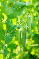Bush of peas with ripe pods in sunny day. Natural summer background.