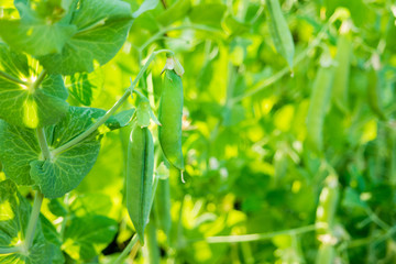 Bush of peas with ripe pods in sunny day. Natural summer background.