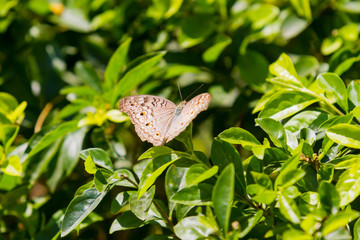 Butterfly having a rest on a leaf. Thailand. Natural background.
