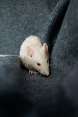 Młody bieżowy/szary/husky szczur