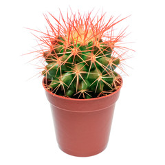 Orange cactus in flowerpot