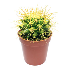 Yellow cactus in flowerpot