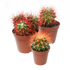 Bunch of cactuses