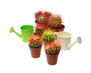 Bunch of cactuses and watering cans