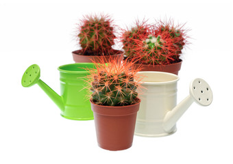 Bunch of cactuses and watering cans