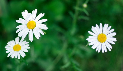 Macro of blooming beautiful white daisies flowers.Lovely blossom daisy flowers. Beautiful view from above on camomile flowers/Closeup of a yellow white daisy flowers on green nature blurred background
