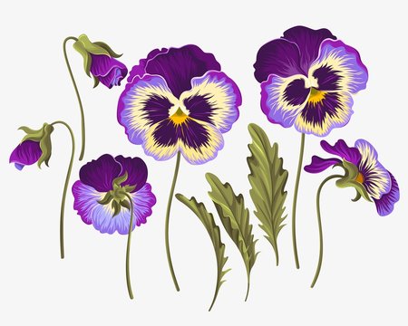 Set of pansy flowers