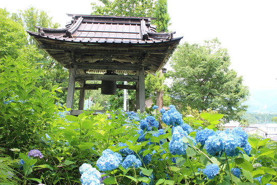 アジサイとお寺/アジサイが咲くお寺