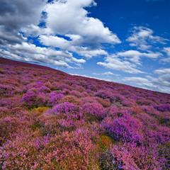 Colorful hill slope covered by violet heather flowers.