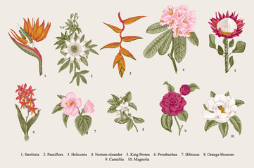 Obraz premium Exotic flowers set. Botanical vector vintage illustration. Design elements. Colorful.