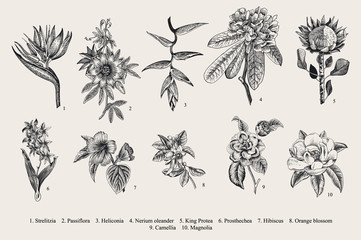 Naklejka premium Exotic flowers set. Botanical vector vintage illustration. Design elements. Black and white