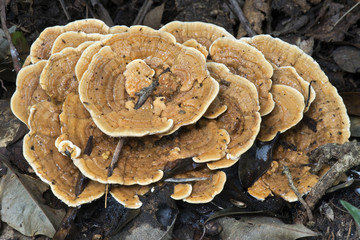 Fungus in the dark of the forest