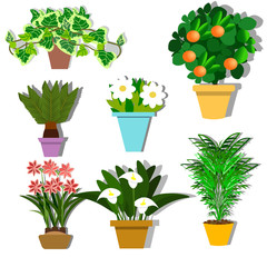 House plants and flowers in pots. Flat style vector illustration. The selection of plants for offices and residential premises