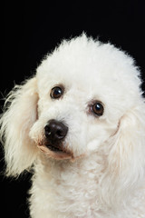 poodle dog portrait