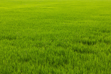 Green weeds in rice.
