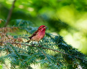 The Purple Finch is the bird that has been famously described as a sparrow dipped in raspberry juice. This was taken deep in a boreal forest in North Quebec Canada.